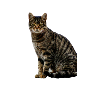 A Tabby Cat Sits On A Leaf Strewn Sidewalk In Konya, TüRkiye. 12650 - Cat PNG image with transparent background